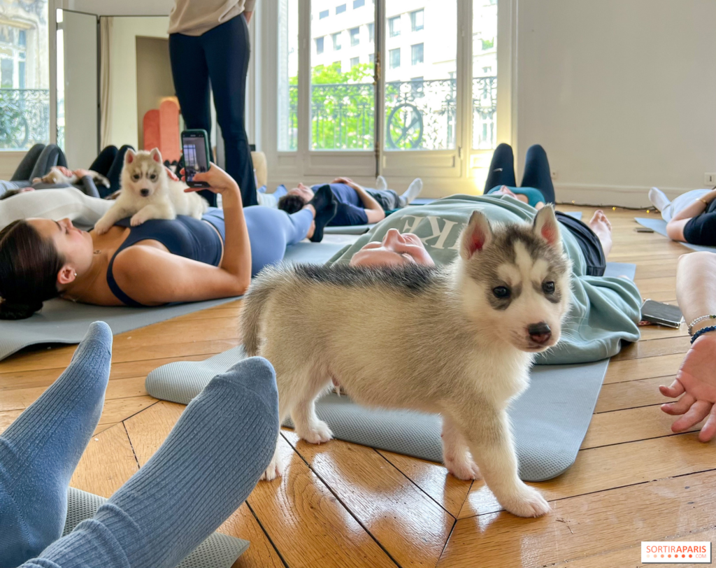 Puppy yoga class