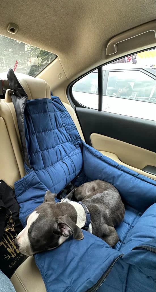 Dog Car Seat Cover